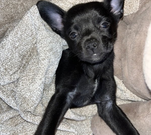 Duke