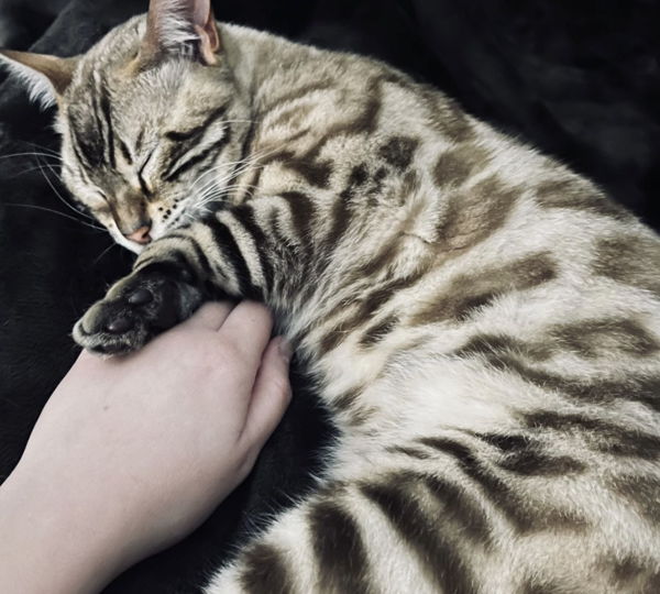 Tigger