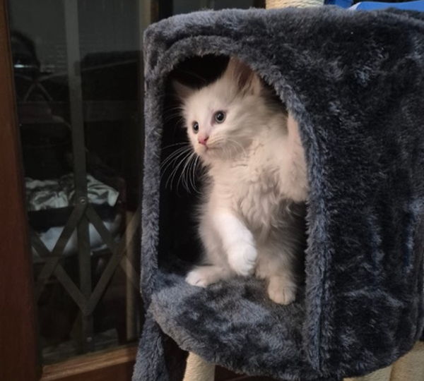 Willow