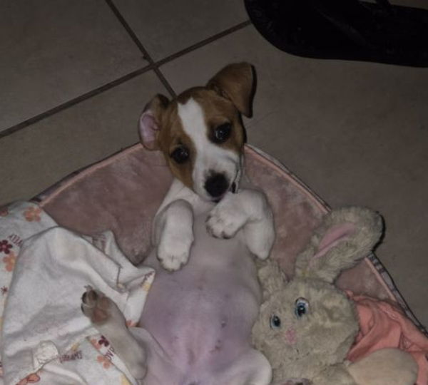 Rosie