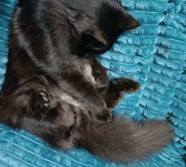 Kahlua